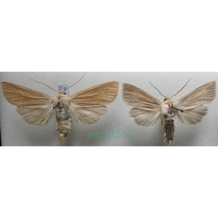 Rhizedra lutosa (Hübner, 1803) pair Badylica żółtaczka Czech21g